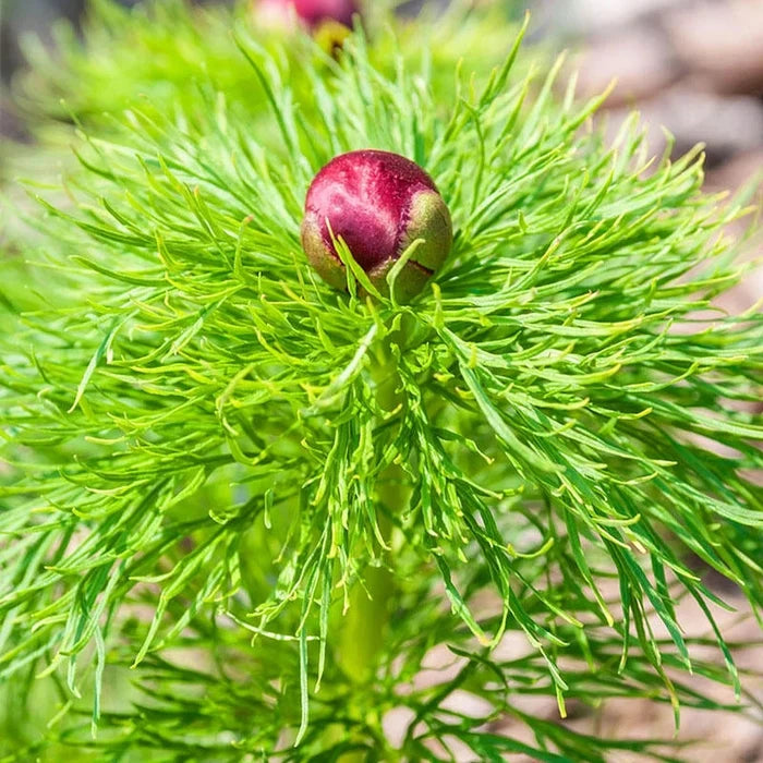 Fernleaf Peony