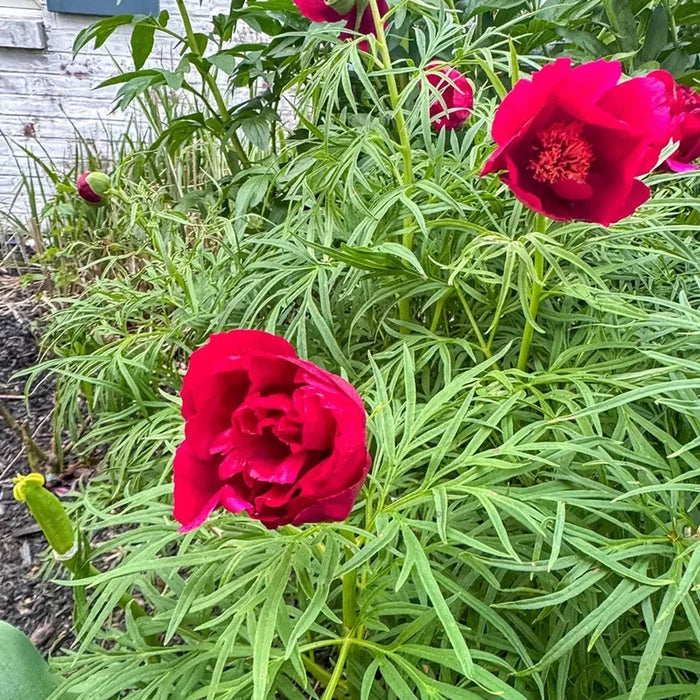 Fernleaf Peony