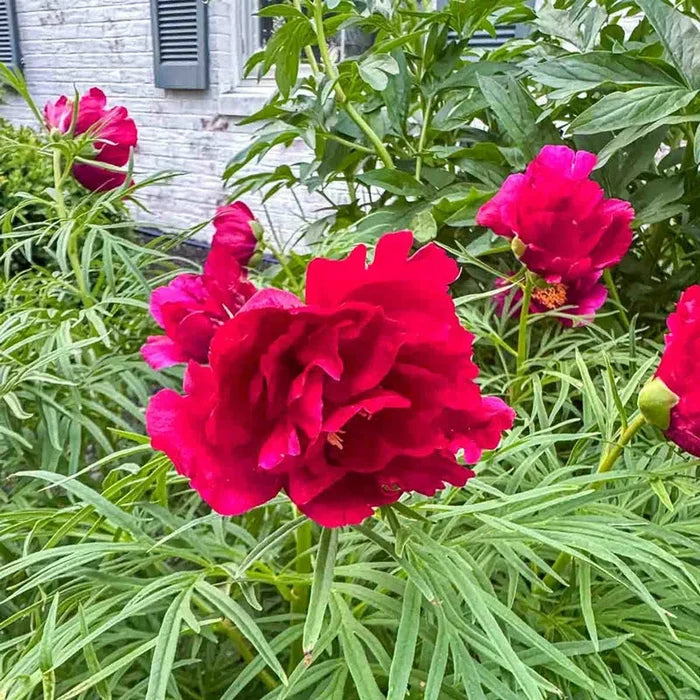 Fernleaf Peony