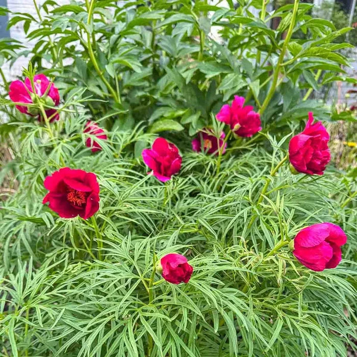 Fernleaf Peony