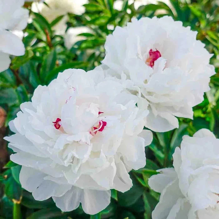 Festiva Maxima Peony
