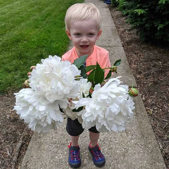 Festiva Maxima Peony