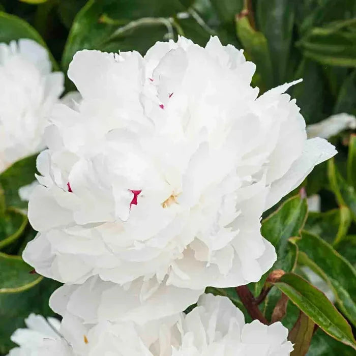 Festiva Maxima Peony