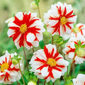 Fire And Ice Dahlia