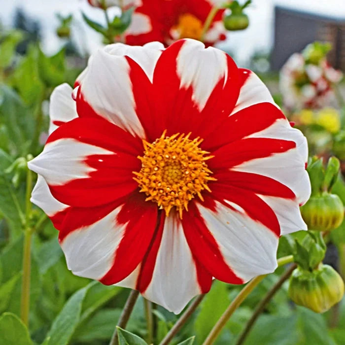Fire And Ice Dahlia