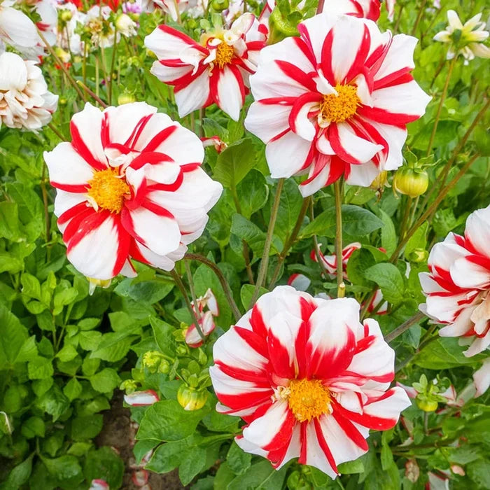 Fire And Ice Dahlia