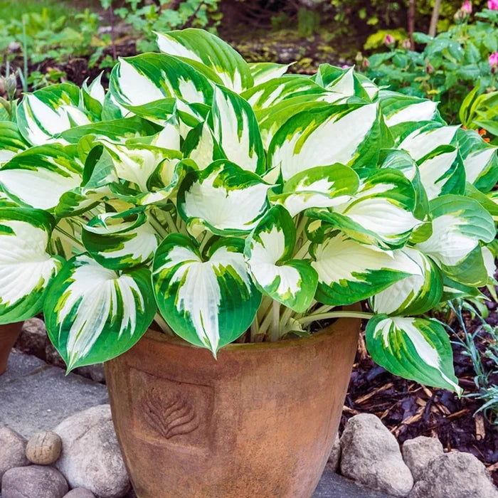 Fire and Ice Hosta