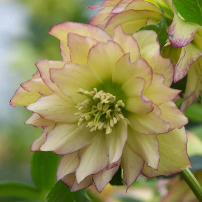 First Dance Double Helleborus