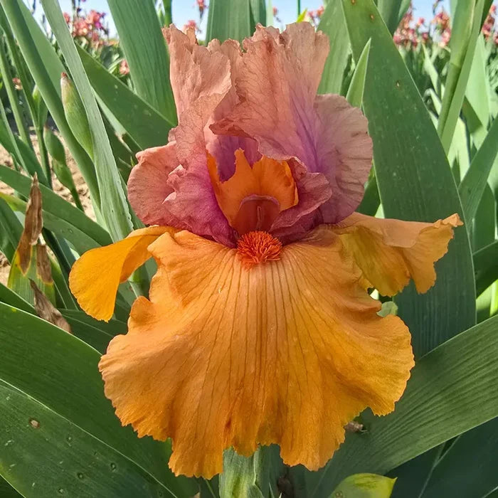 Flaming Lava Bearded Iris