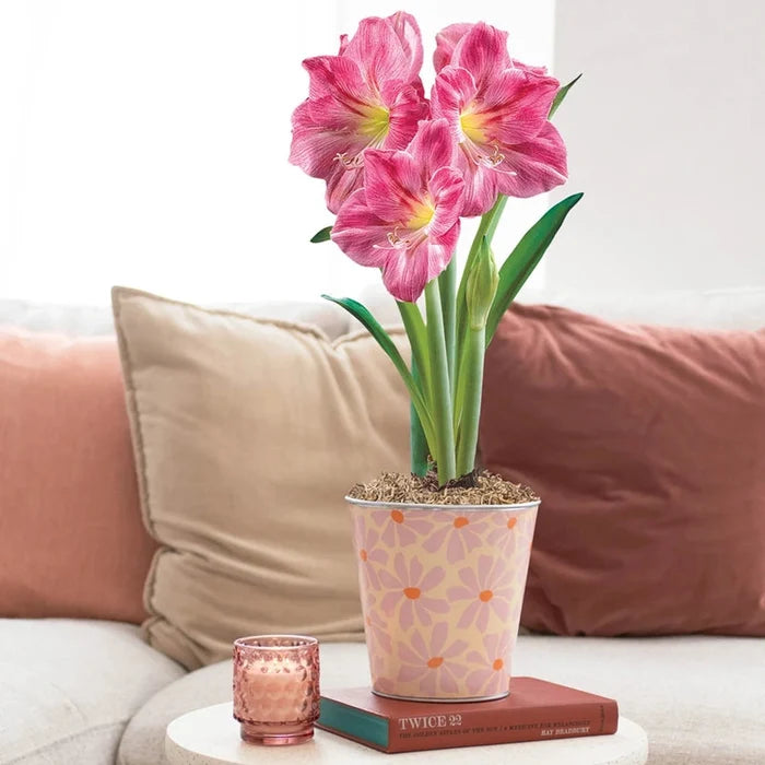 Flower Power featuring Candy Floss Amaryllis - Single