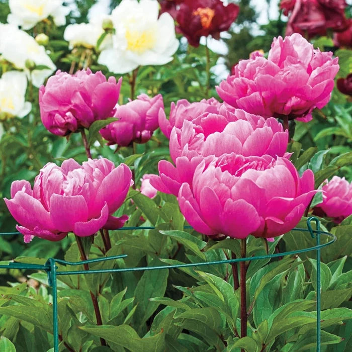 Peony Support Rings