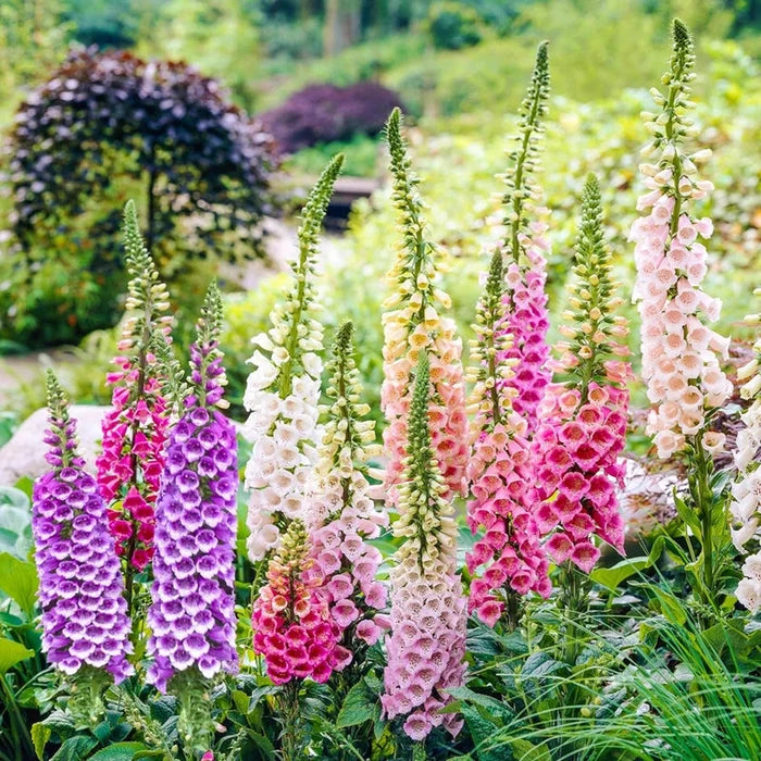 Excelsior Foxglove Mixture