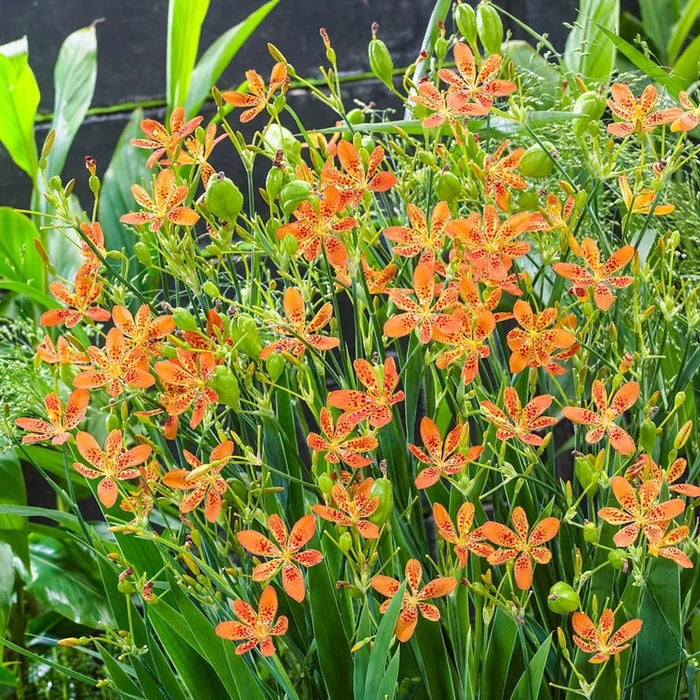 Freckled Face Leopard Flower