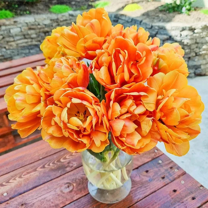 Freeman Tulip