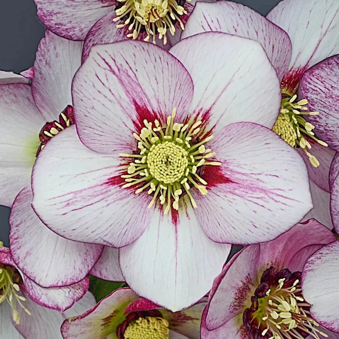French Kiss Single Helleborus