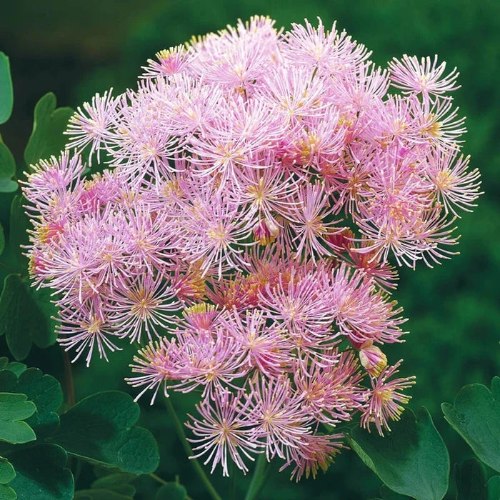 French Meadow Rue