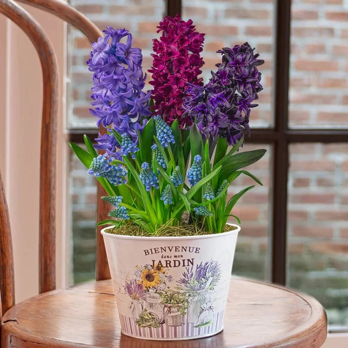 Blue Bliss Fragrant Hyacinth Bulb Garden