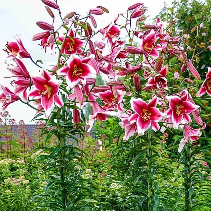 Friso Lily Tree®