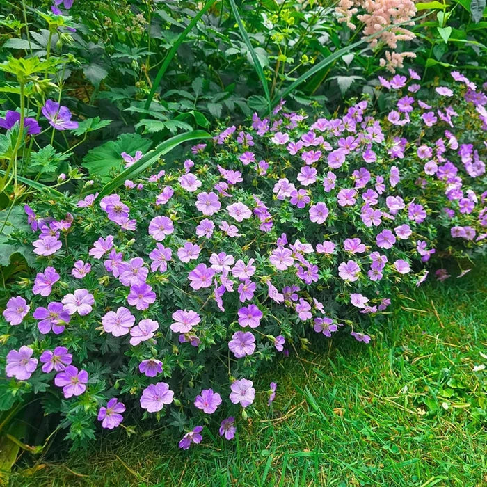 Frivolius Lilac Hardy Geranium