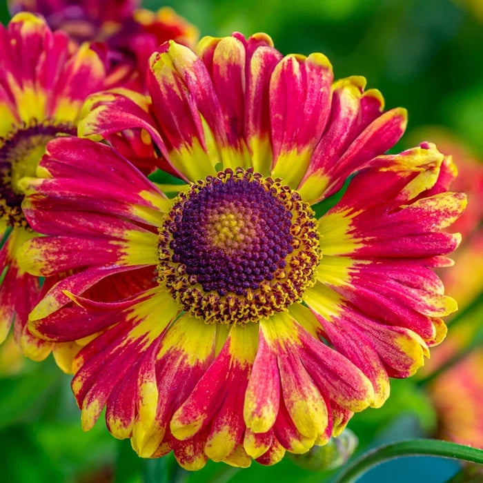 Fuego Helenium