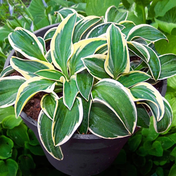 Funny Mouse Mini Hosta
