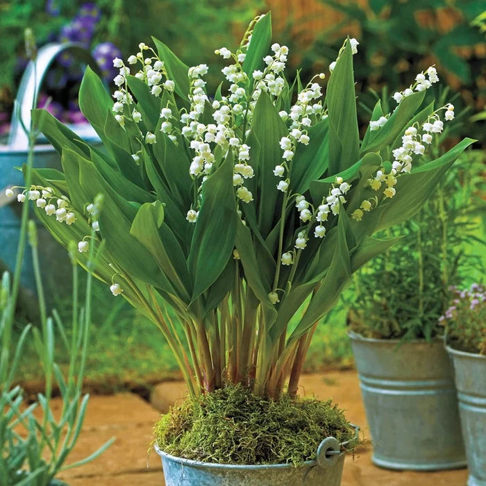 Giant Lily Of The Valley 61057