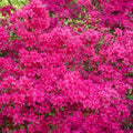 Girard Renee Michelle Azalea