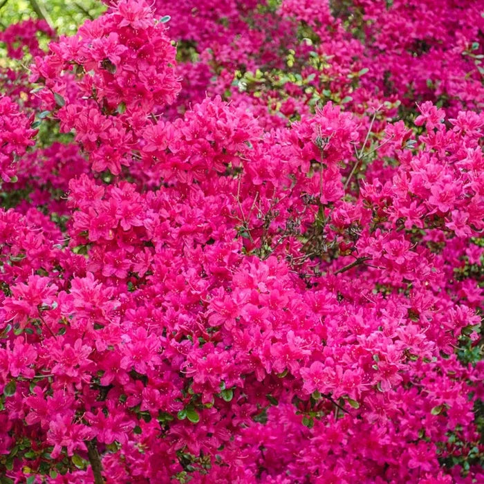 Girard Renee Michelle Azalea