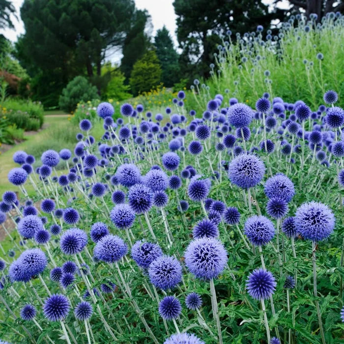 Globe Thistle