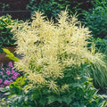 Goatsbeard