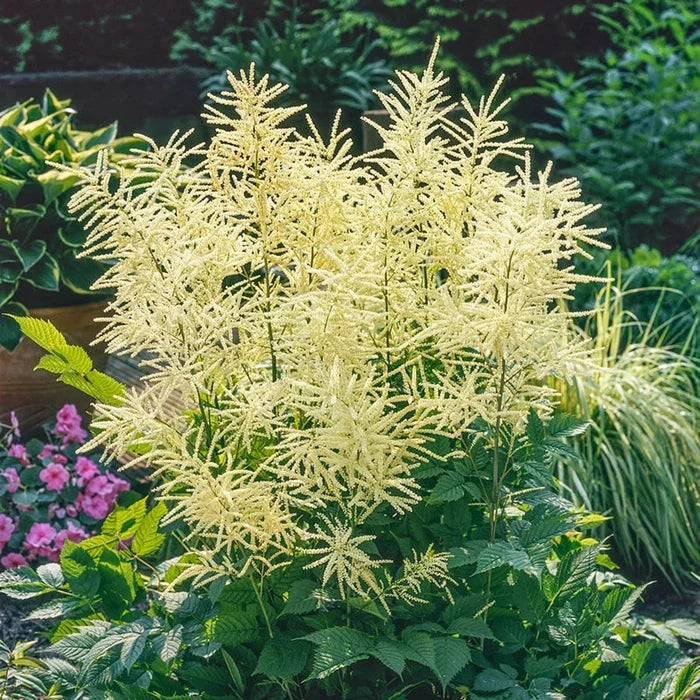Goatsbeard