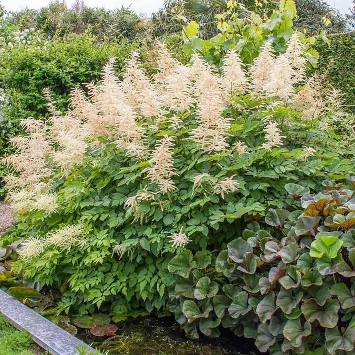 Goatsbeard