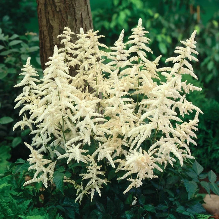 Goatsbeard
