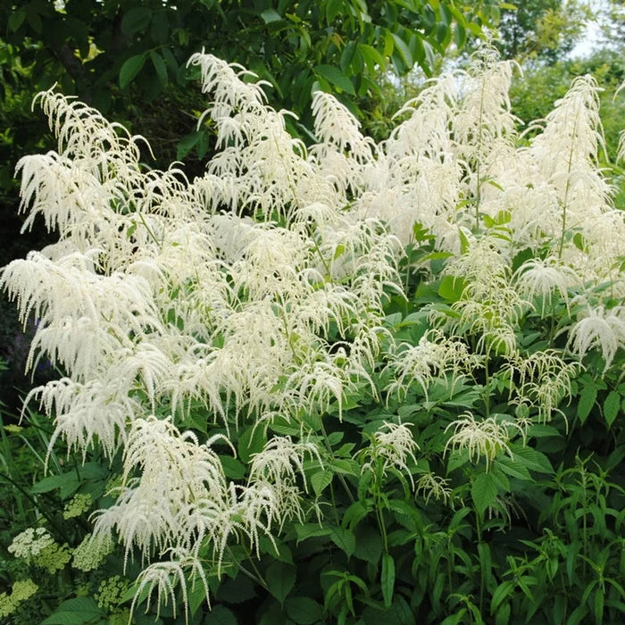 Goatsbeard
