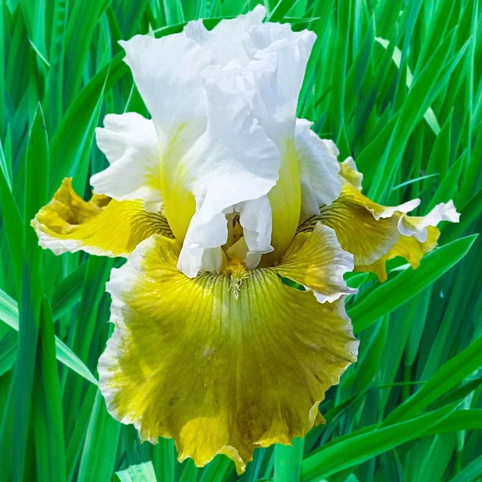 Going Green Iris