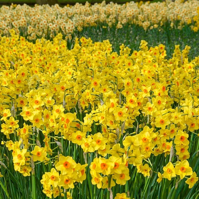 Golden Dawn Daffodil