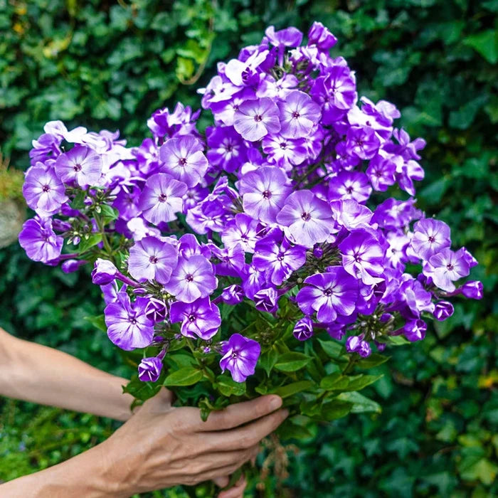 Goliath Phlox Tree