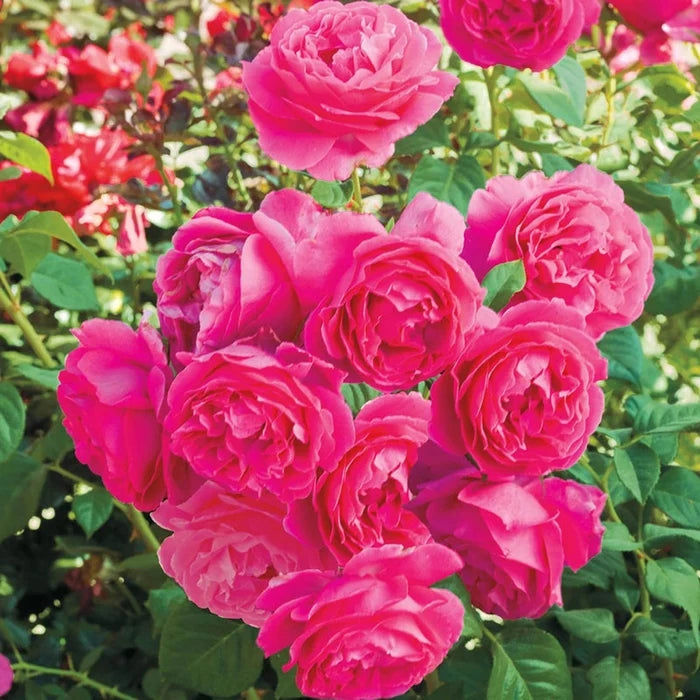 Grande Dame™  Hybrid Tea Rose