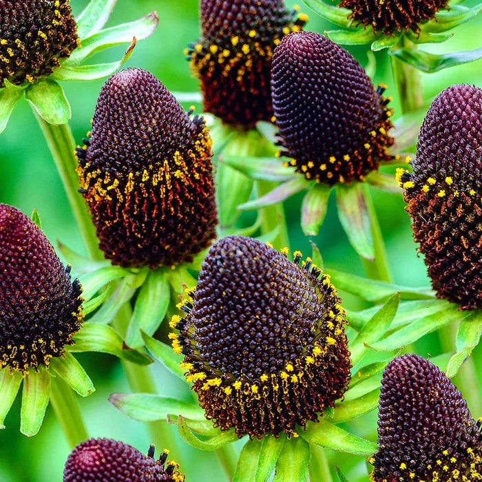 Green Wizard Coneflower