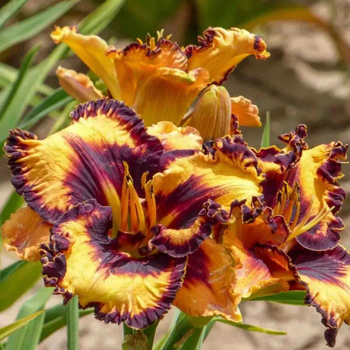 Griffin Miller Daylily