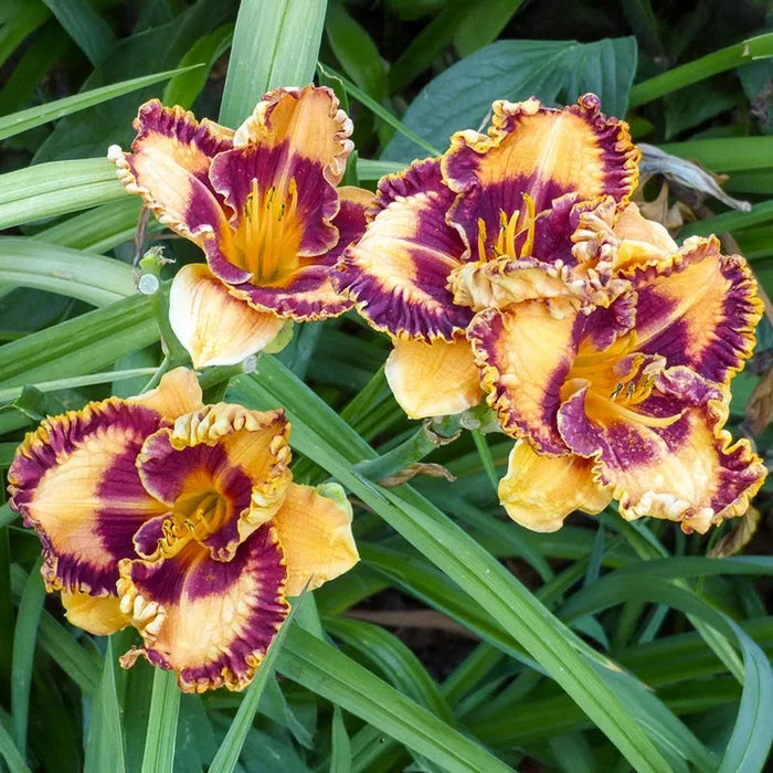 Griffin Miller Daylily