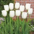 Hakuun Tulip