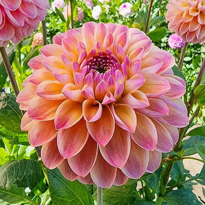 Hapet Pastel Dahlia