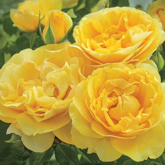 Happy Go Lucky Grandiflora Rose