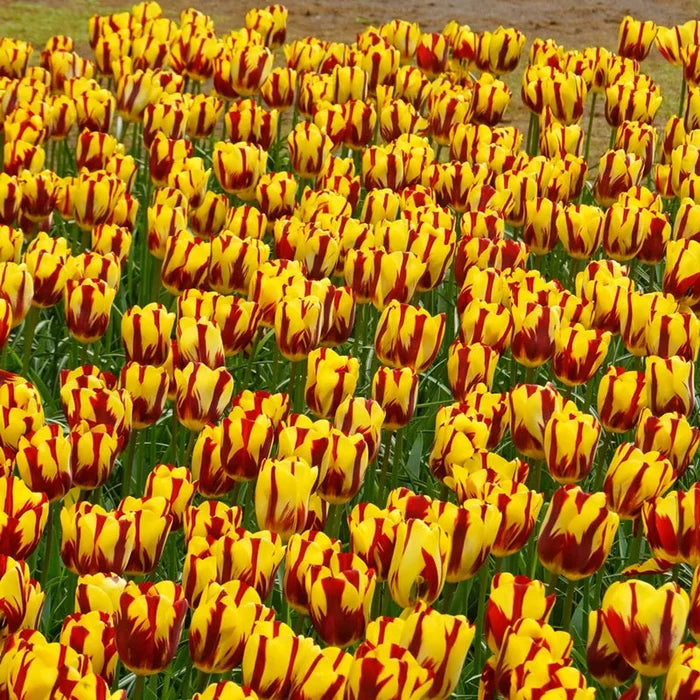 Helmar Tulip