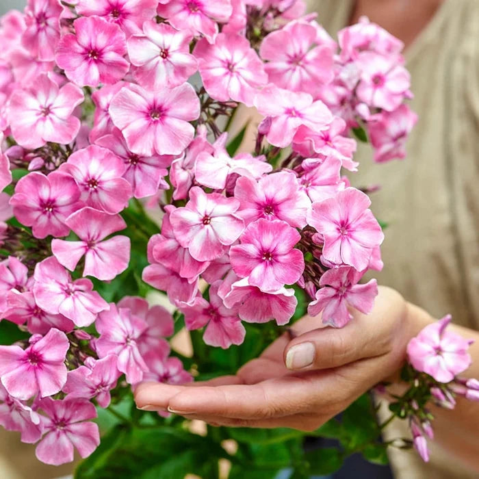 Hercules Phlox Tree