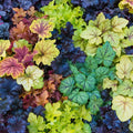 Heuchera Mixture