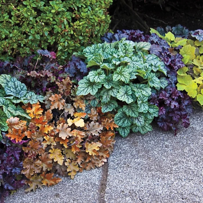 Heuchera Mixture