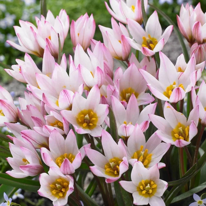 Hilde Tulip