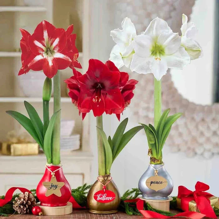 Holiday Greetings Waxed Amaryllis